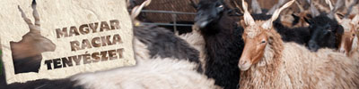 hungarian racka farm