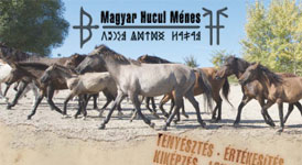 flyer design hucul